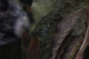 Angelfish Free Swimming Day 10 008.JPG (817957 bytes)