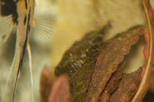 Angelfish Free Swimming Day 10 018.JPG (930995 bytes)