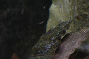 Angelfish Free Swimming Day 10 046.JPG (972475 bytes)
