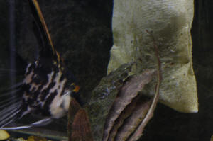 Angelfish Free Swimming Day 10 048.JPG (1023968 bytes)