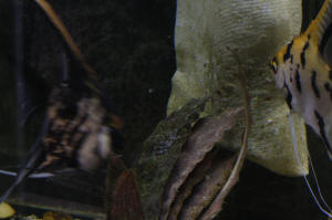 Angelfish Free Swimming Day 10 049.JPG (1081008 bytes)