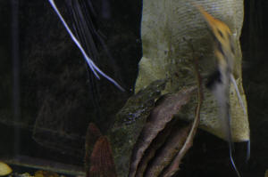 Angelfish Free Swimming Day 10 050.JPG (1056230 bytes)