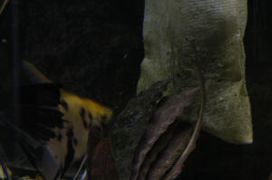 Angelfish Free Swimming Day 10 052.JPG (990789 bytes)