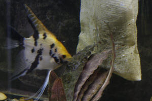 Angelfish Free Swimming Day 10 053.JPG (1139714 bytes)