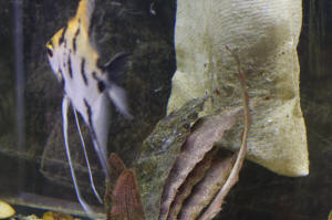 Angelfish Free Swimming Day 10 055.JPG (1257987 bytes)
