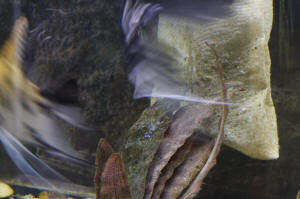Angelfish Free Swimming Day 10 057.JPG (1211190 bytes)