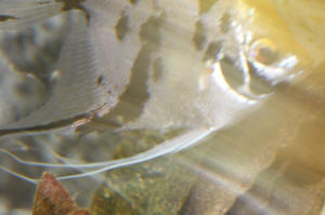 Angelfish Free Swimming Day 10 062.JPG (871475 bytes)