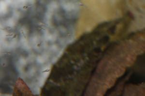 Angelfish Free Swimming Day 10 064.JPG (884299 bytes)