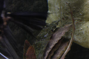 Angelfish Free Swimming Day 10 069.JPG (1085348 bytes)