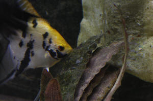 Angelfish Free Swimming Day 10 070.JPG (1145257 bytes)