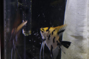 Angelfish Free Swimming Day 10 073.JPG (999765 bytes)