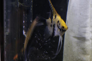 Angelfish Free Swimming Day 10 074.JPG (941758 bytes)