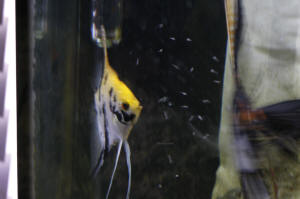 Angelfish Free Swimming Day 10 081.JPG (871473 bytes)