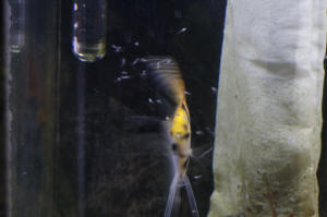 Angelfish Free Swimming Day 10 082.JPG (950594 bytes)