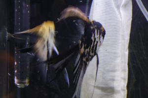 Angelfish Free Swimming Day 10 085.JPG (994042 bytes)