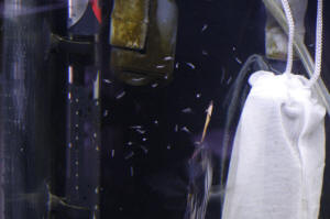 Angelfish Free Swimming Day 10 087.JPG (914998 bytes)