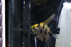 Angelfish Free Swimming Day 10 089.JPG (917619 bytes)