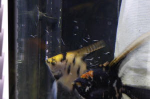 Angelfish Free Swimming Day 10 090.JPG (961168 bytes)