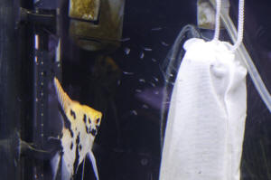 Angelfish Free Swimming Day 10 094.JPG (924579 bytes)